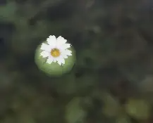佩奥特植物